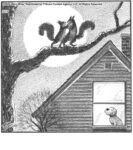 Moonlight squirrels…...
