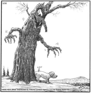 Tree monster…